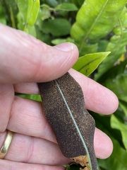 Elaphoglossum latifolium
