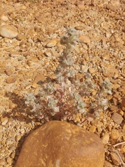 Forsskaolea tenacissima