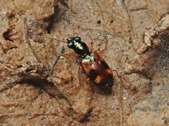 Bembidion articulatum