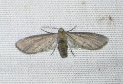 Glaucina erroraria