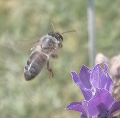 Apis mellifera