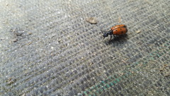 Mylabris quadripunctata