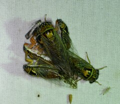 Diceroprocta delicata