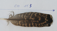 Tetrao urogallus
