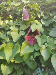 Aristolochia gigantea