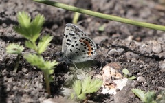 Euphilotes heracleoides