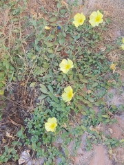 Oenothera drummondii