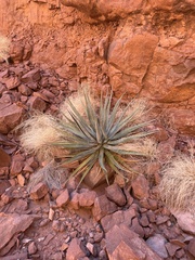 Agave utahensis
