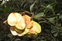 Hymenocardia ulmoides