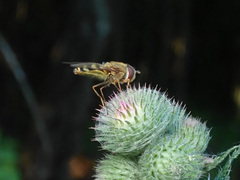 Syrphus torvus