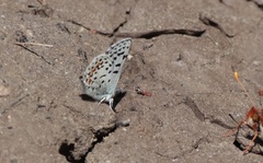 Euphilotes heracleoides