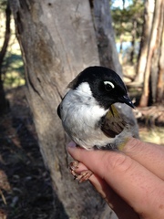 Melithreptus affinis
