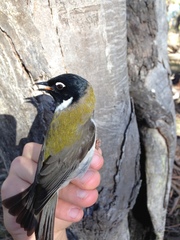 Melithreptus affinis