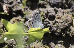 Plebejus idas atrapraetextus