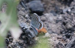 Plebejus idas atrapraetextus