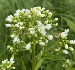 Napaea dioica