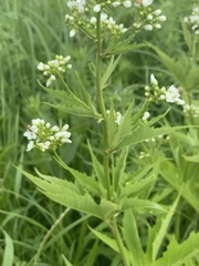 Napaea dioica