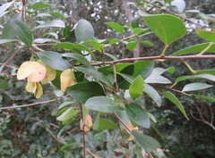 Hymenocardia ulmoides