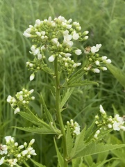 Napaea dioica