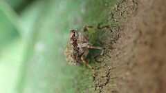 Issus coleoptratus