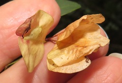 Hymenocardia ulmoides