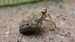 Issus coleoptratus