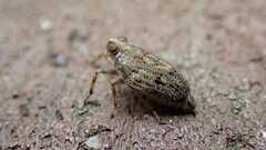 Issus coleoptratus