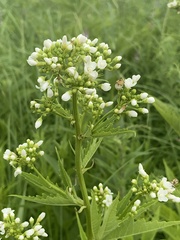 Napaea dioica