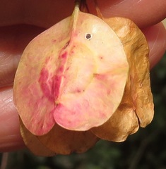 Hymenocardia ulmoides