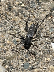 Neoclytus modestus