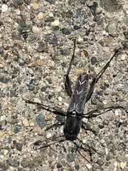 Neoclytus modestus