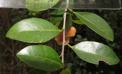 Hymenocardia ulmoides