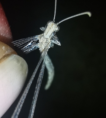 Neuroleon arenarius