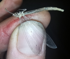 Neuroleon arenarius