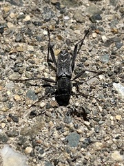 Neoclytus modestus
