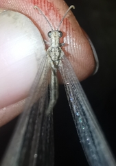 Neuroleon arenarius