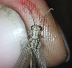 Neuroleon arenarius
