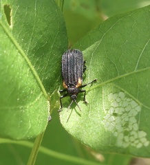 Odontota scapularis