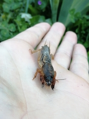 Gryllotalpa vineae