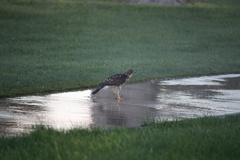 Accipiter cooperii