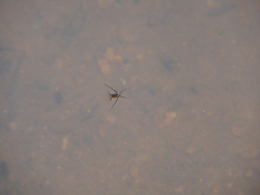 Trepobates subnitidus