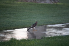 Accipiter cooperii