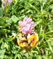 Bombus pascuorum