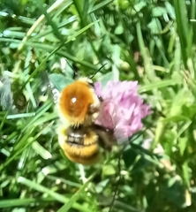 Bombus pascuorum