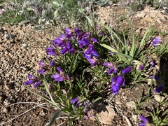 Penstemon hallii