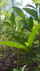 Elaeodendron xylocarpum