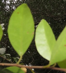 Hymenocardia ulmoides