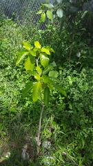 Tabernaemontana laurifolia