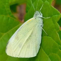 Pieris rapae