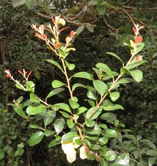 Hymenocardia ulmoides